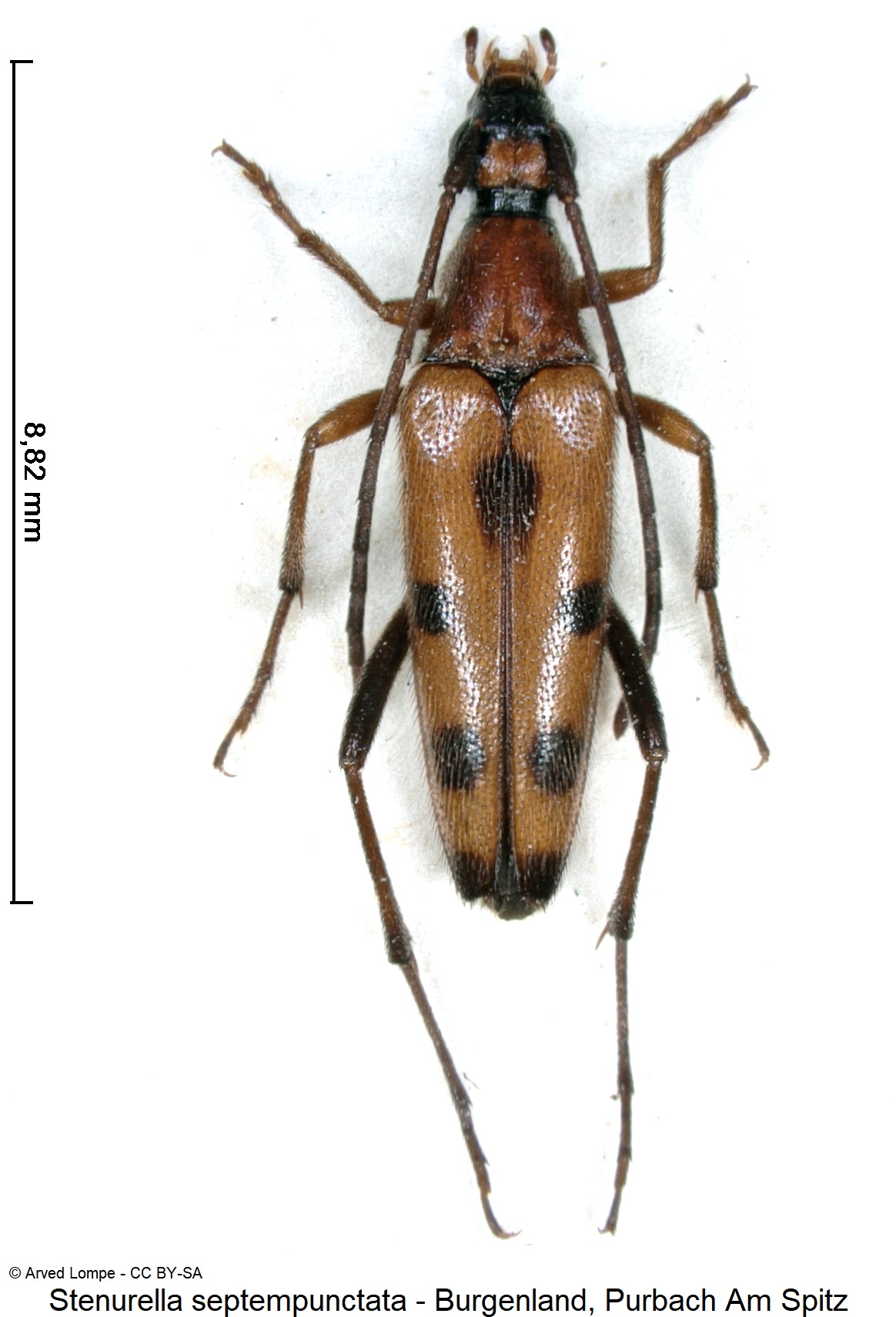 stenurella_septempunctata_ck11029_hab.jpg