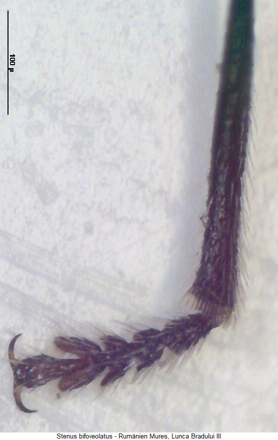 stenus_bifoveolatus_htr.jpg