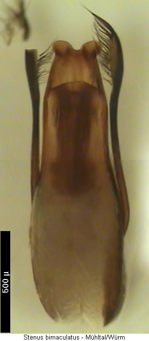 stenus_bimaculatus.jpg