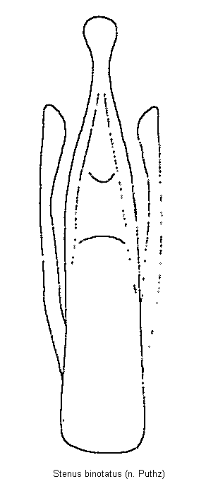 stenus_binotatus.gif