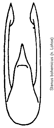 stenus_bohemicus.gif