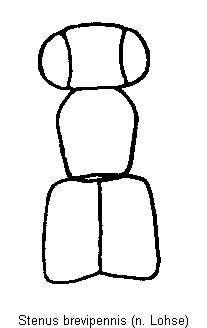 stenus_brevipennis_vk.gif