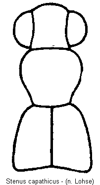 stenus_capathicus_vk.gif