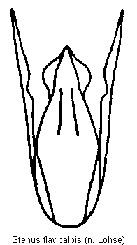 stenus_flavipalpis.gif