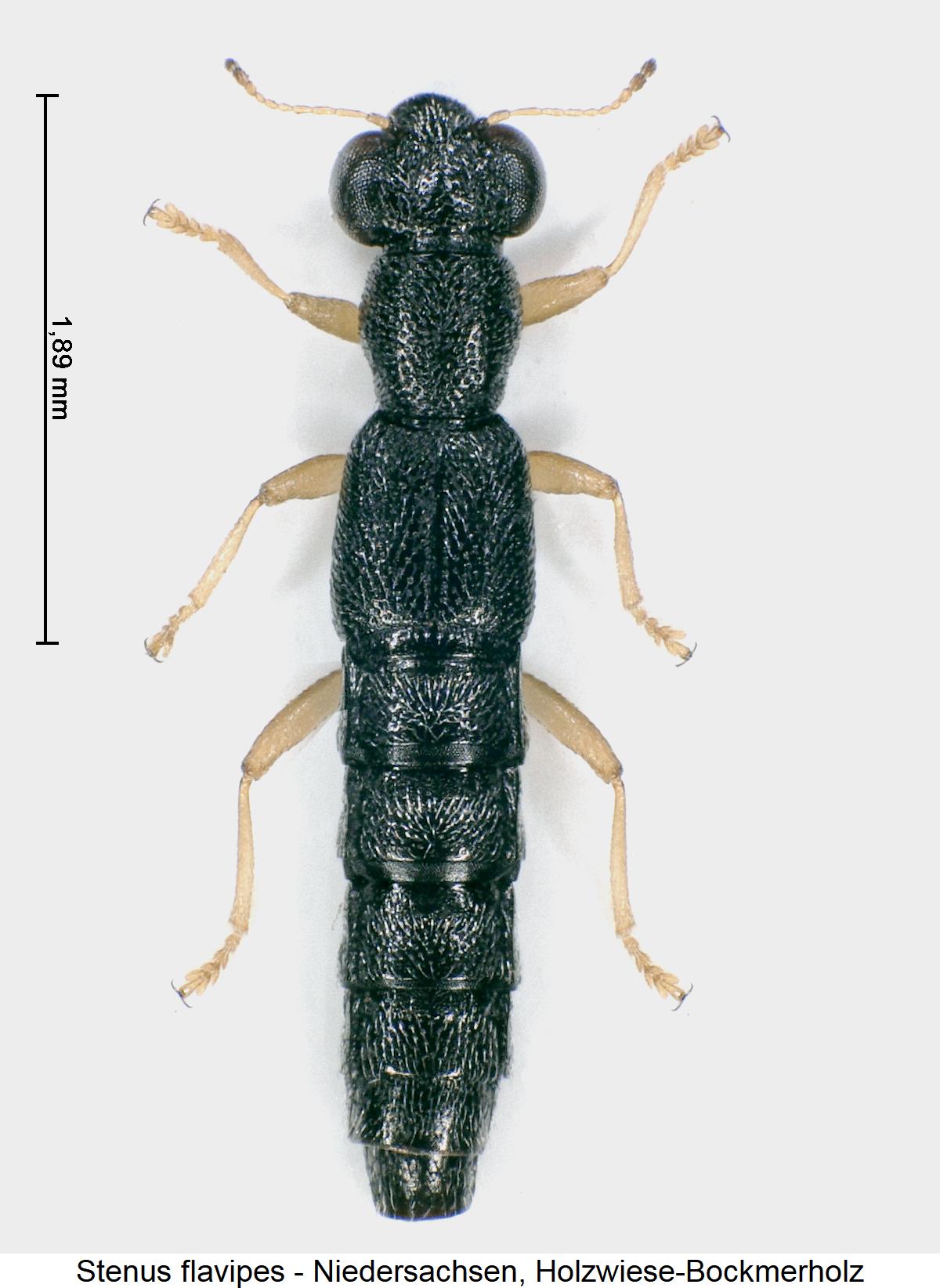 stenus_flavipes_hab.jpg