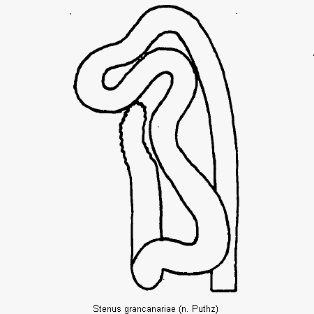 stenus_grancanariae_sperm.gif