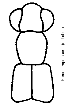 stenus_impressus_vk.gif