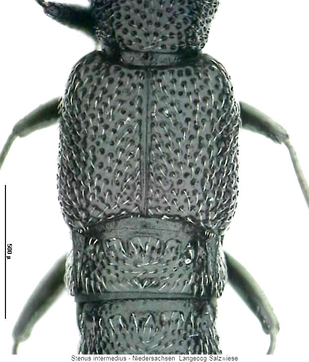 stenus_intermedius_fld.jpg