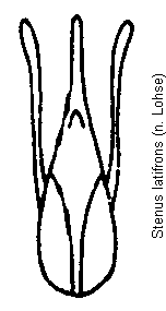 stenus_latifrons.gif