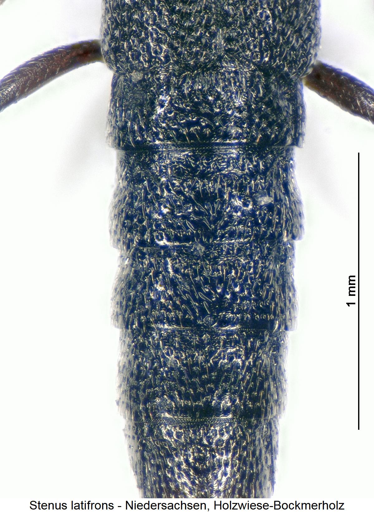 stenus_latifrons_hlb.jpg