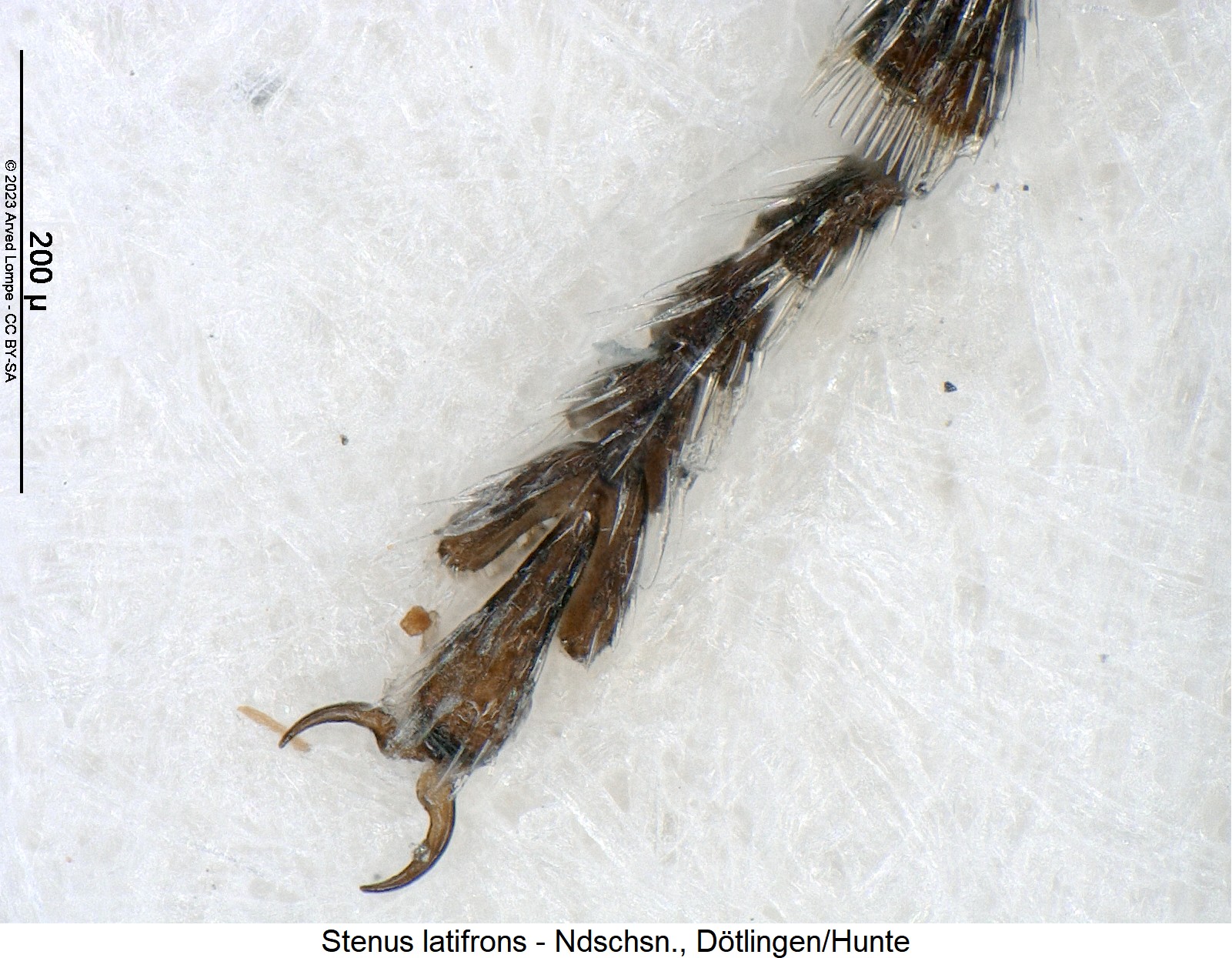 stenus_latifrons_htr.jpg