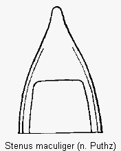 stenus_maculiger.gif