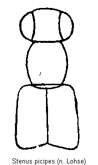 stenus_picipes_vk.gif