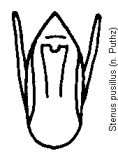 stenus_pusillus.gif
