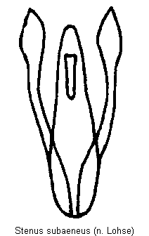 stenus_subaeneus.gif