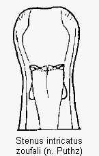 stenus_zoufali.gif