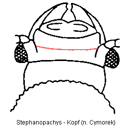 stephanopachys_k.gif
