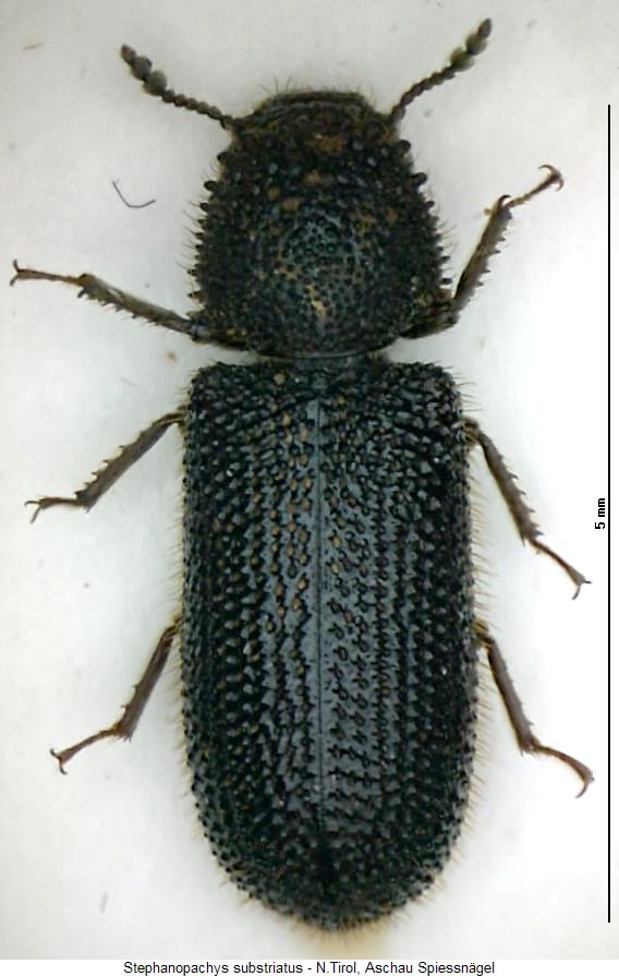 stephanopachys_substriatus_hab.jpg