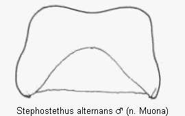 stephostethus_alternans_ter.gif