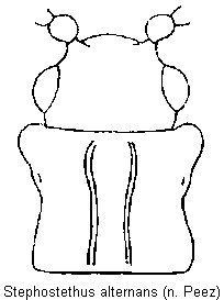 stephostethus_alternans_vk.gif