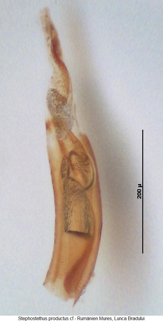 stephostethus_angusticollis.jpg