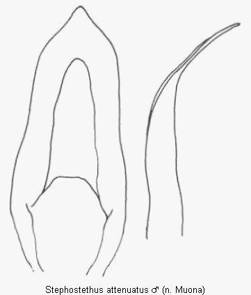 stephostethus_attenuatus_ter.gif