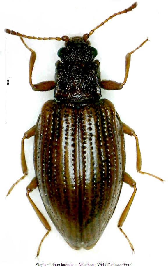 stephostethus_lardarius_hab.jpg