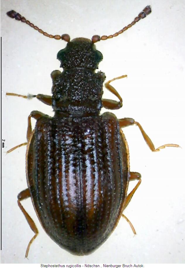 stephostethus_rugicollis_hab.jpg