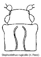 stephostethus_rugicollis_vk.gif