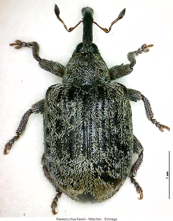 stereonychus_fraxini_hab.jpg