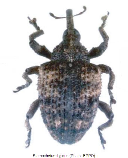 sternochetus_frigidus_hab.jpg