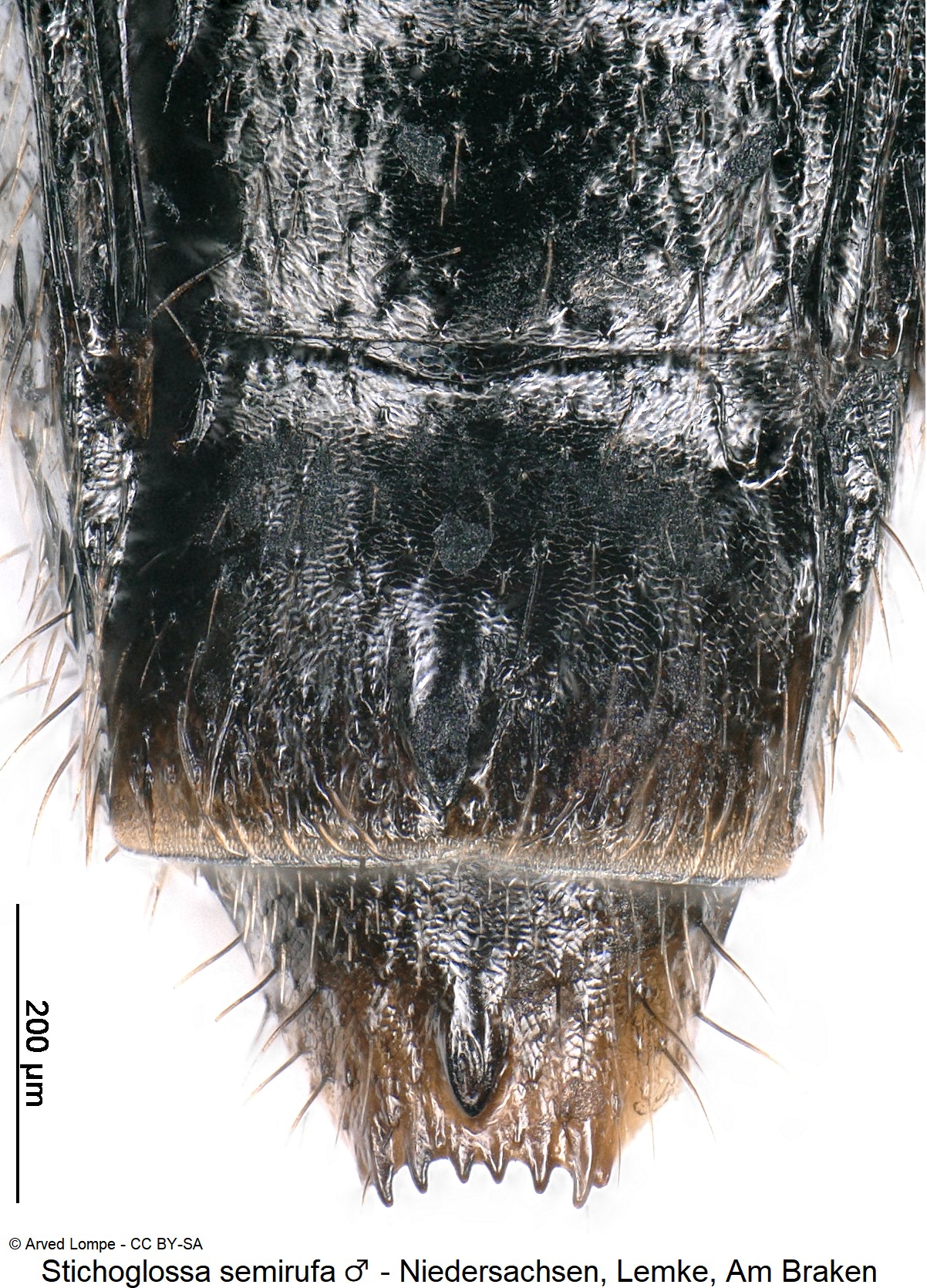 stichoglossa_semirufa_m_ck37086242_ter.jpg
