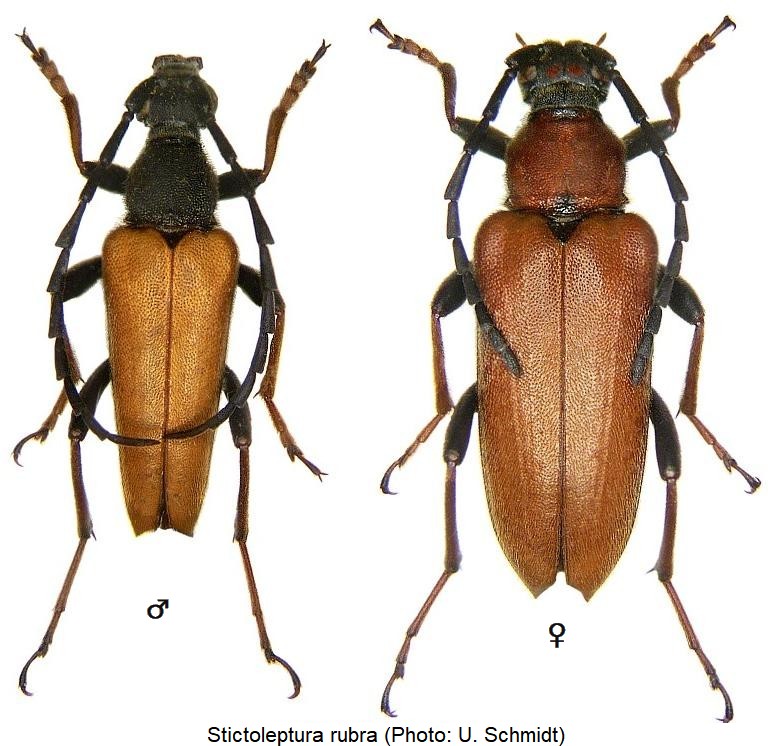stictoleptura_rubra_hab.jpg