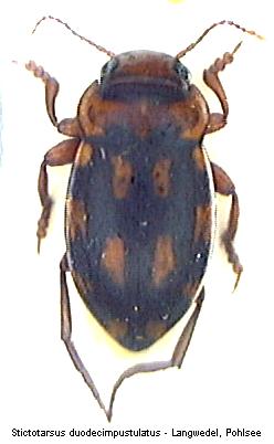stictotarsus_duodecimpustulatus_hab.jpg