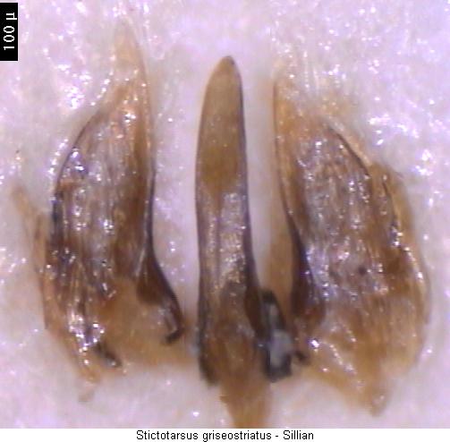 stictotarsus_griseostriatus.jpg