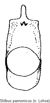 stilbus_pannonicus_tegmen.gif