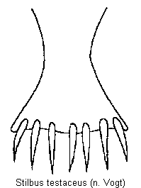 stilbus_testaceus_vbr.gif