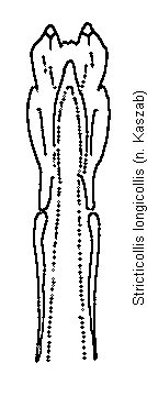 stricticollis_longicollis.gif