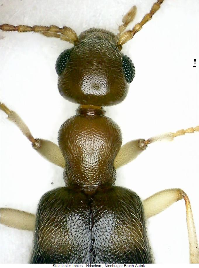 stricticollis_tobias_vk.jpg