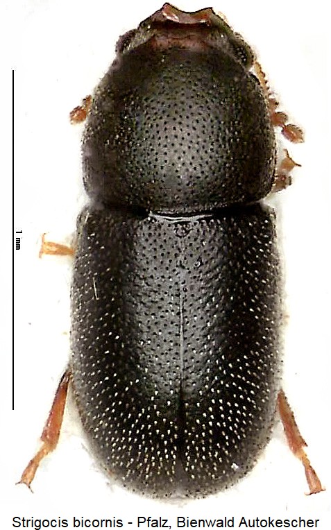 strigocis_bicornis_hab.jpg
