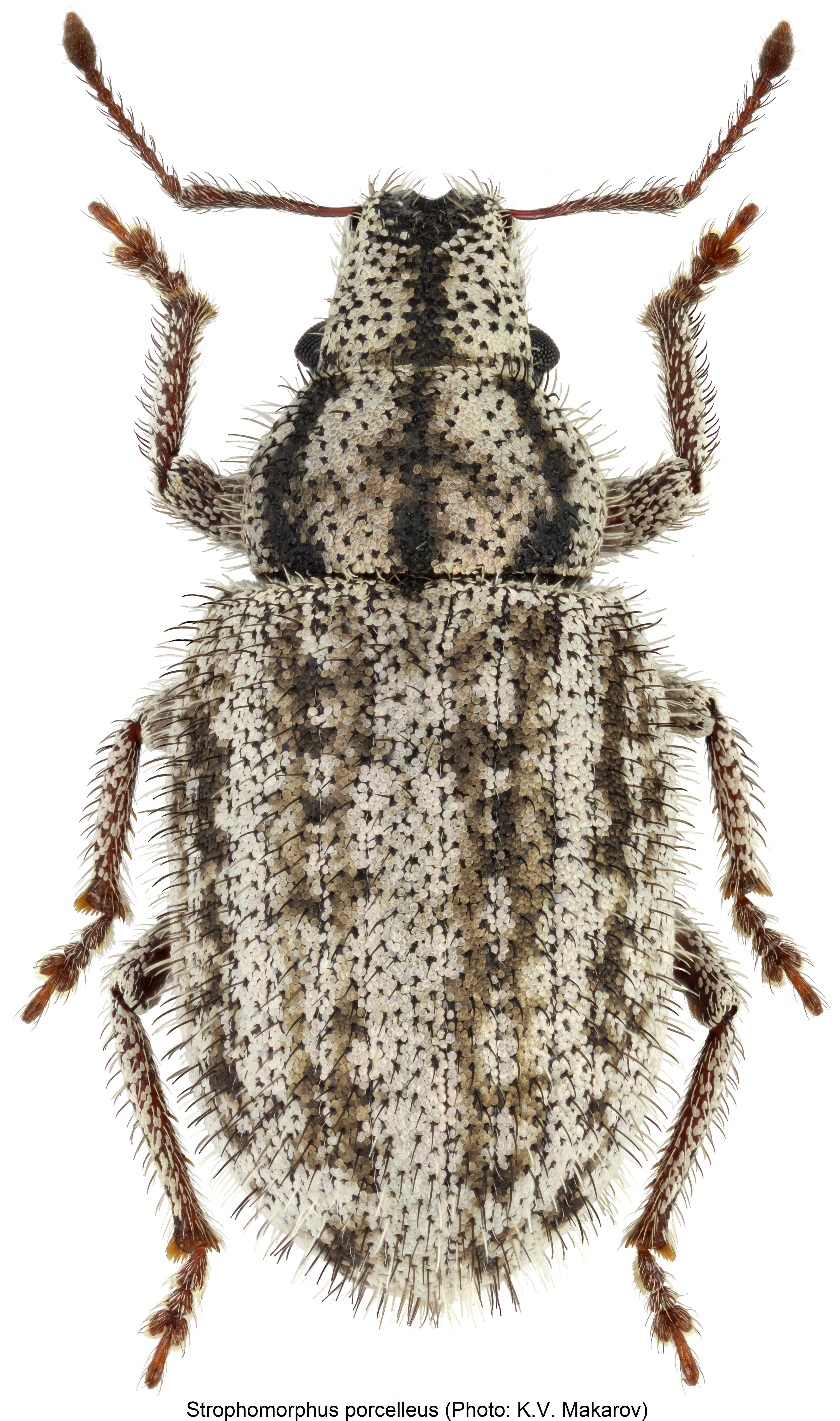 strophomorphus_porcelleus_hab.jpg