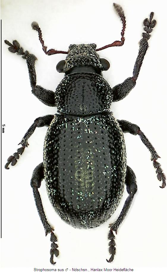 strophosoma_sus_hab.jpg