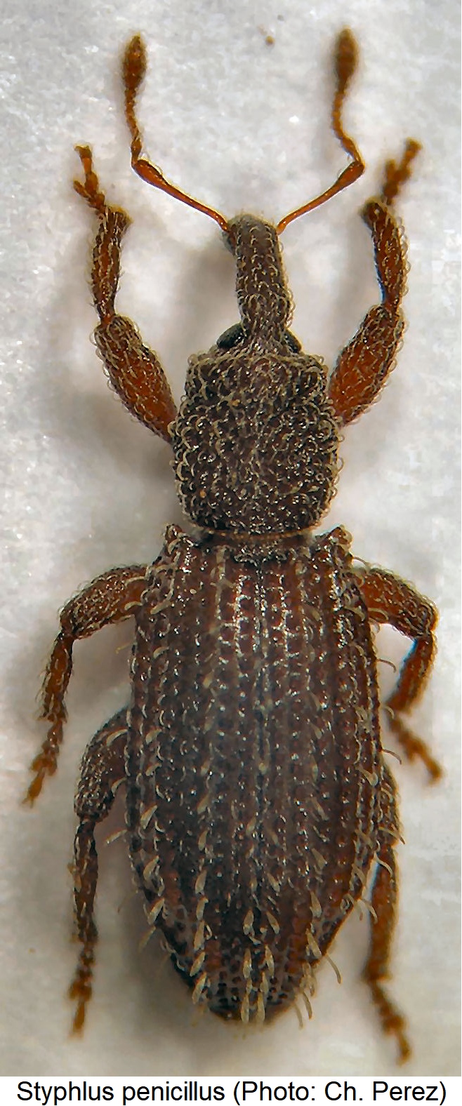 styphlus_penicillus_hab.jpg
