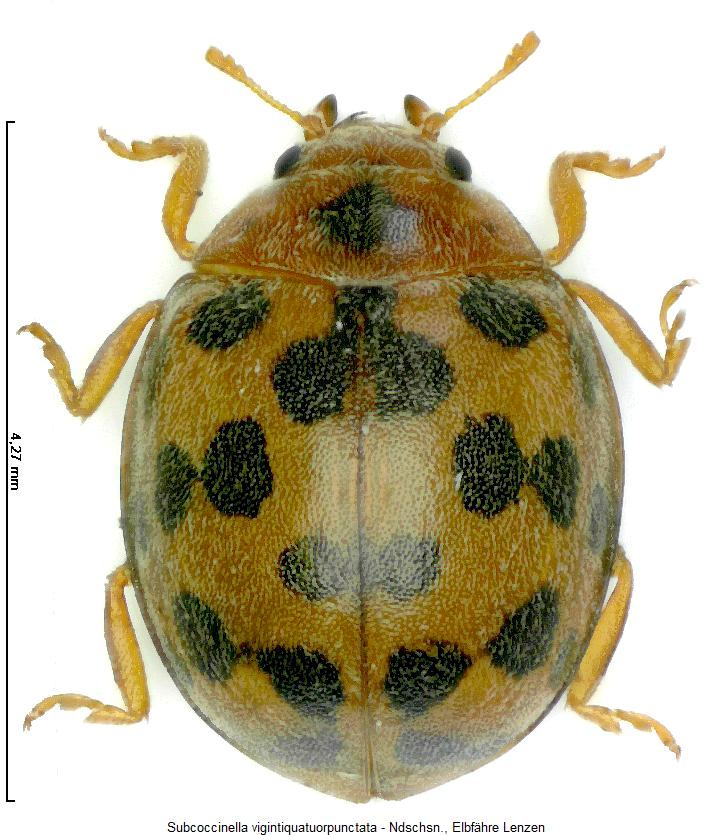 subcoccinella_vigintiquatuorpunctata_hab.jpg
