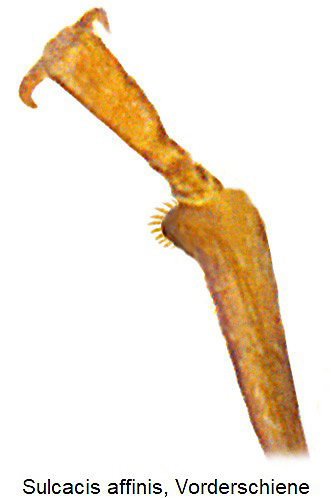 sulcacis_affinis_vsch_rbn.jpg