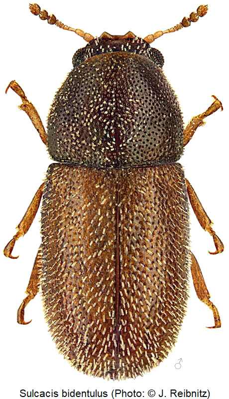 sulcacis_bidentulus_rbn.jpg