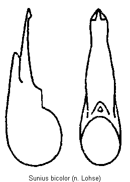 sunius_bicolor.gif