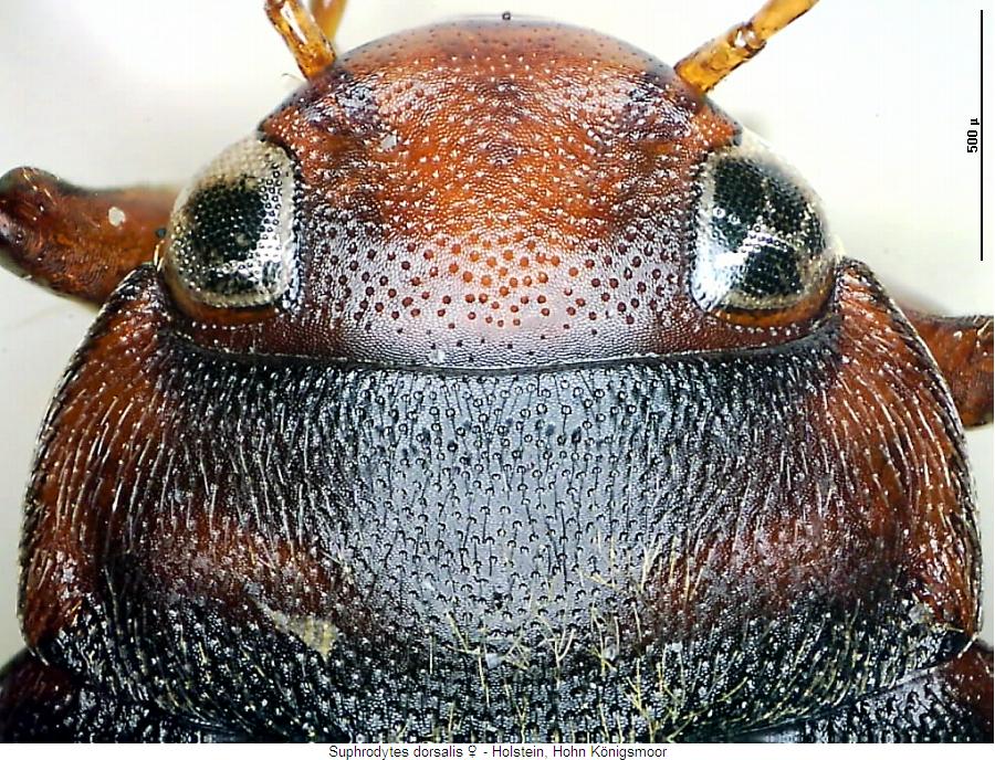 suphrodytes_dorsalis_vk.jpg