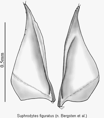 suphrodytes_figuratus_pm.gif