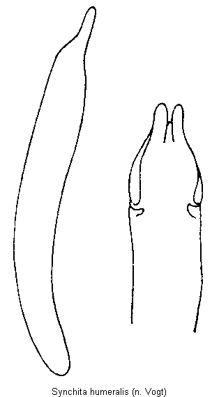 synchita_humeralis.gif